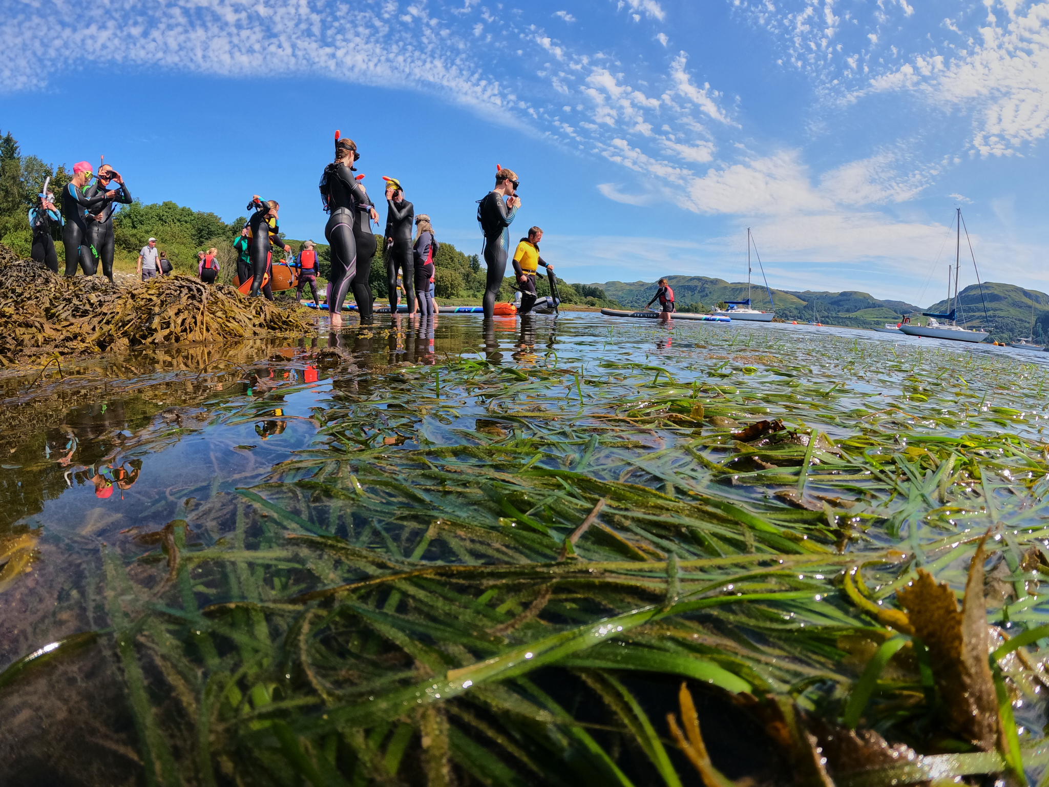 People with snorkels next to seagrass