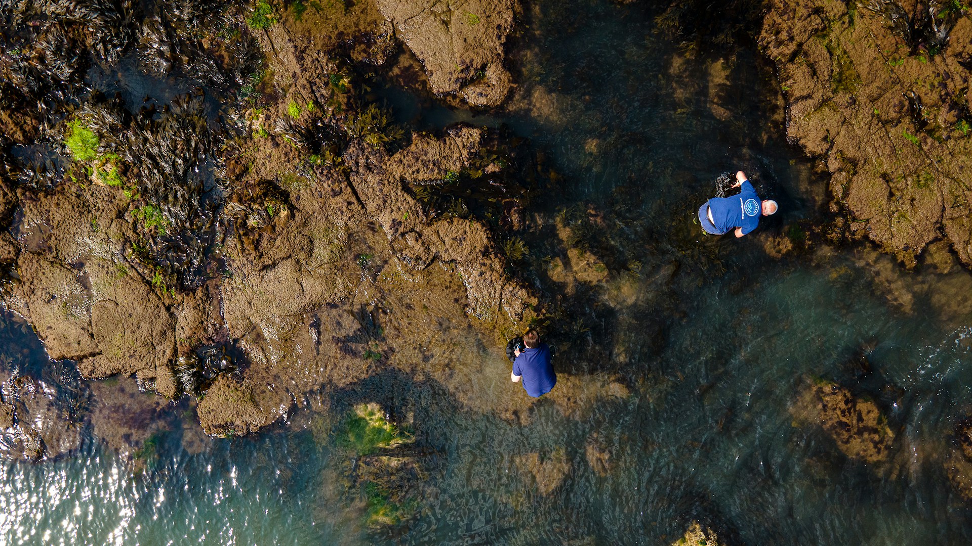 SeaGrown kelp harvesting