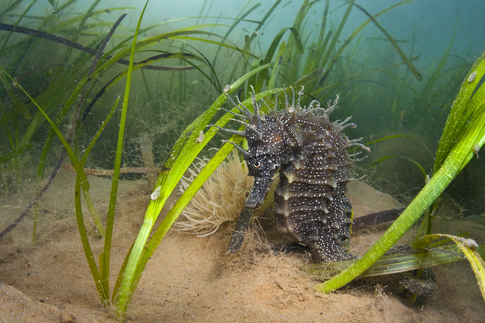 Seahorse in eelgrass