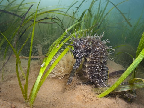 Seahorse in eelgrass