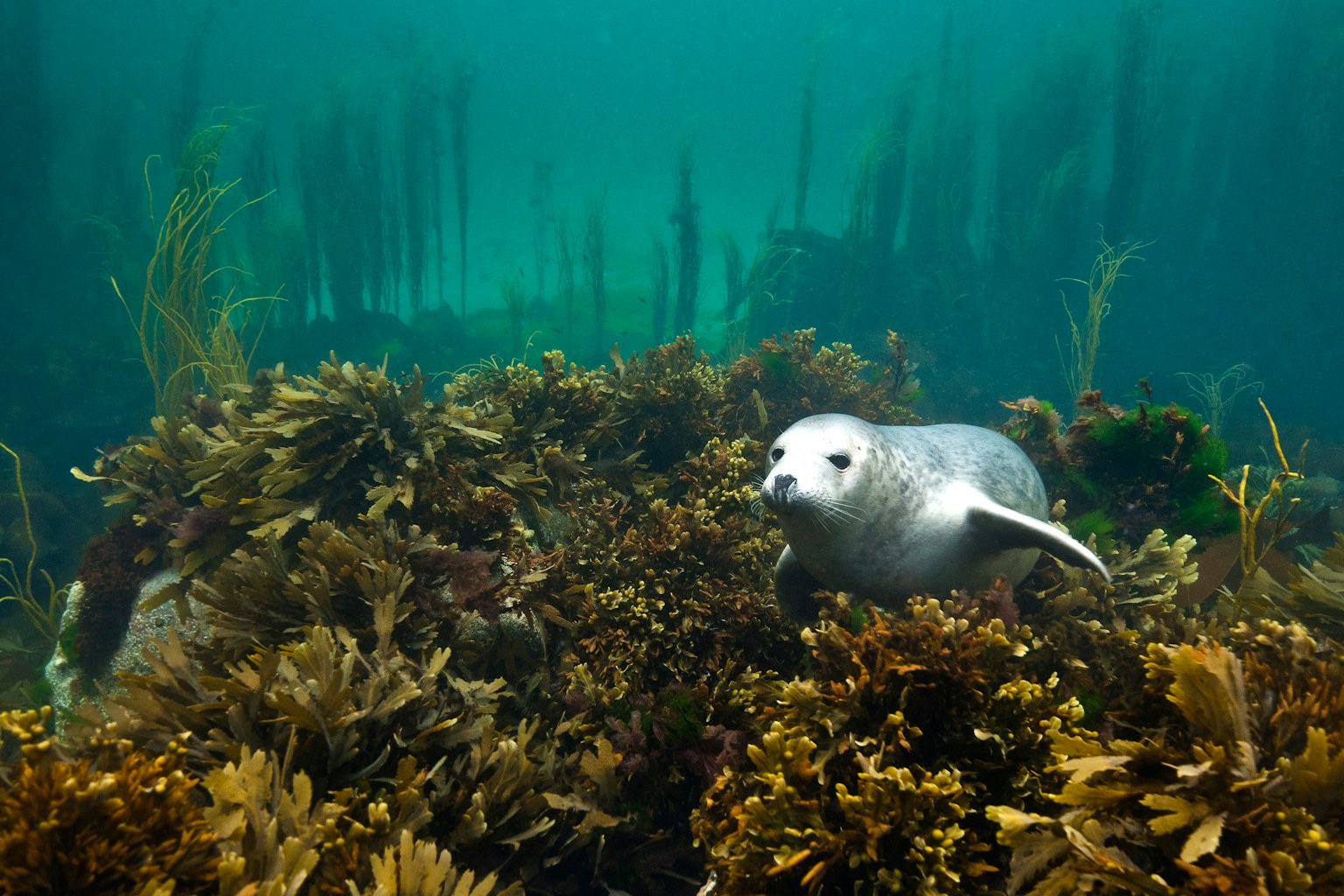 Seal in kelp