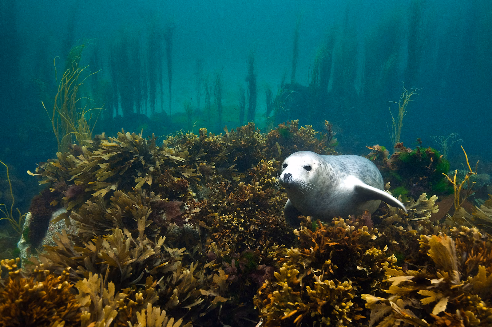 Seal in kelp