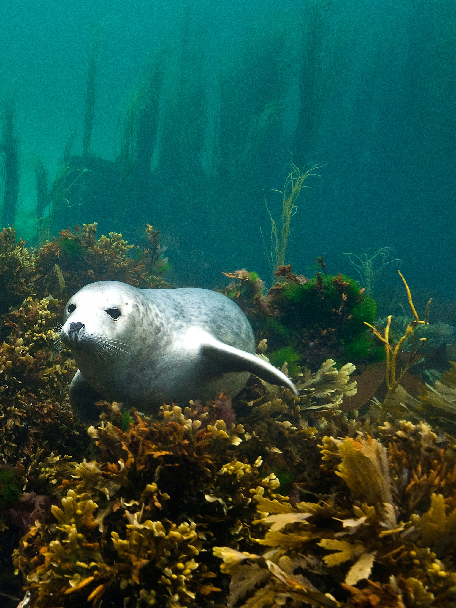 Seal in kelp