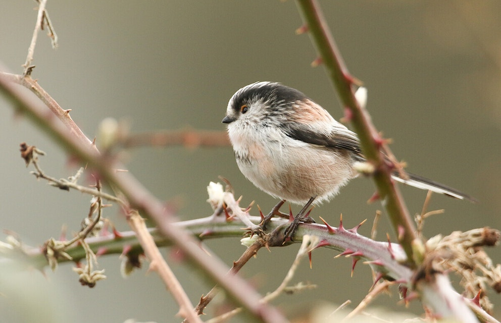 Long tailed Tit in Bramble Bush