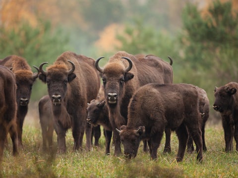 Herd of European bison