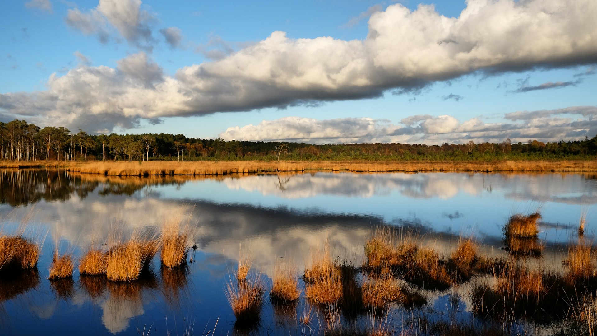 Thursley Heath Wetlands