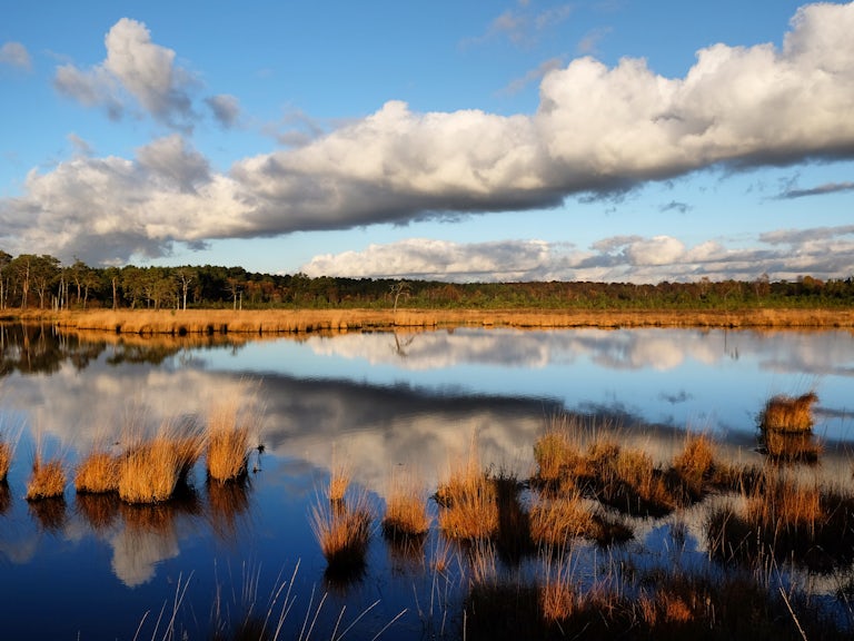 Thursley Heath Wetlands