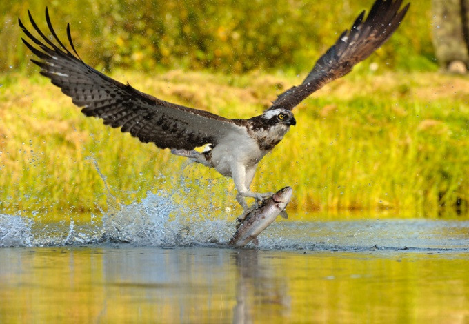 Bird catching a fish