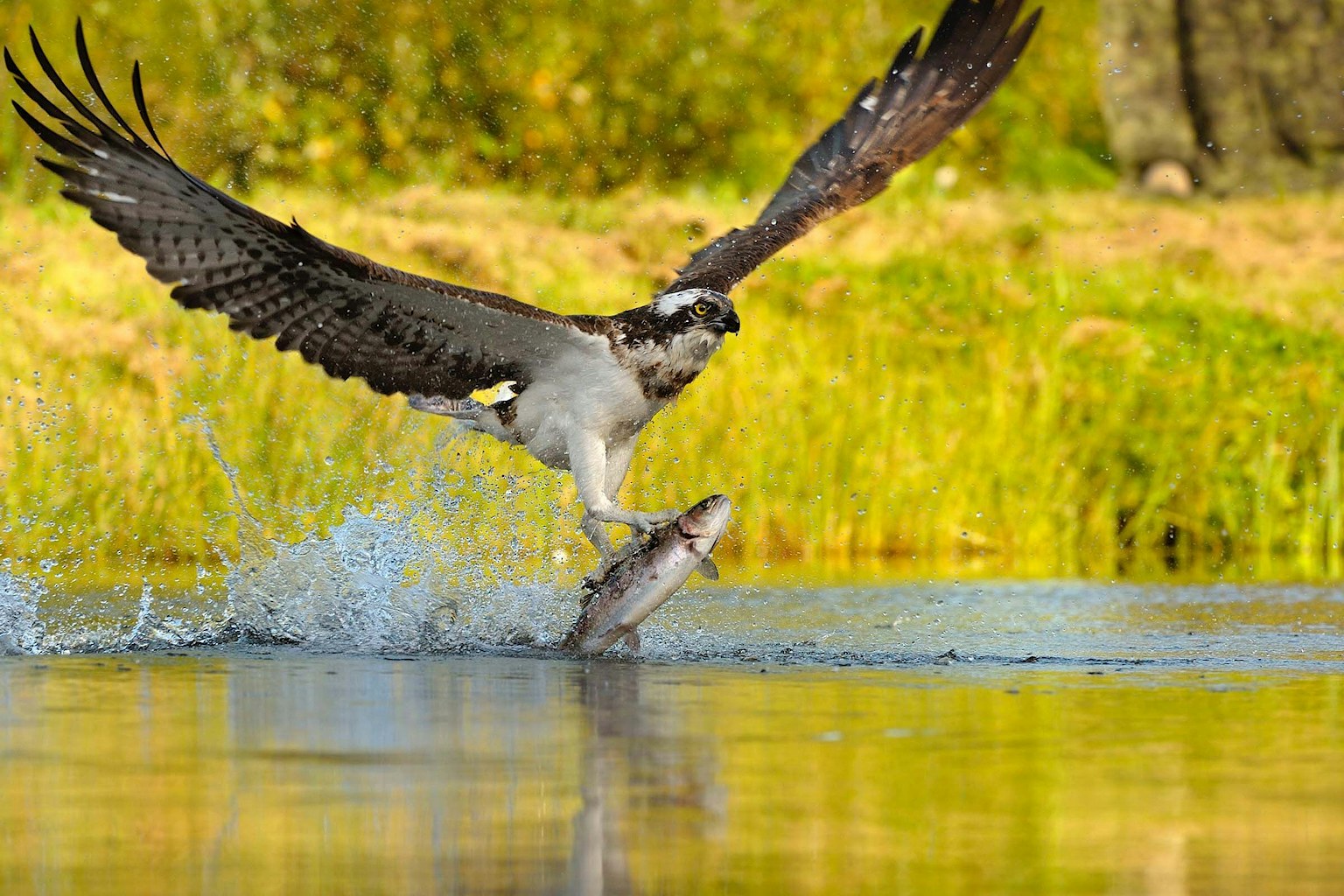 Photo of an opsrey mid hunt flying out of the water with a fish in its talons.
