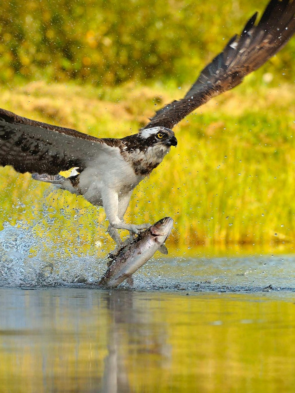Photo of an opsrey mid hunt flying out of the water with a fish in its talons.