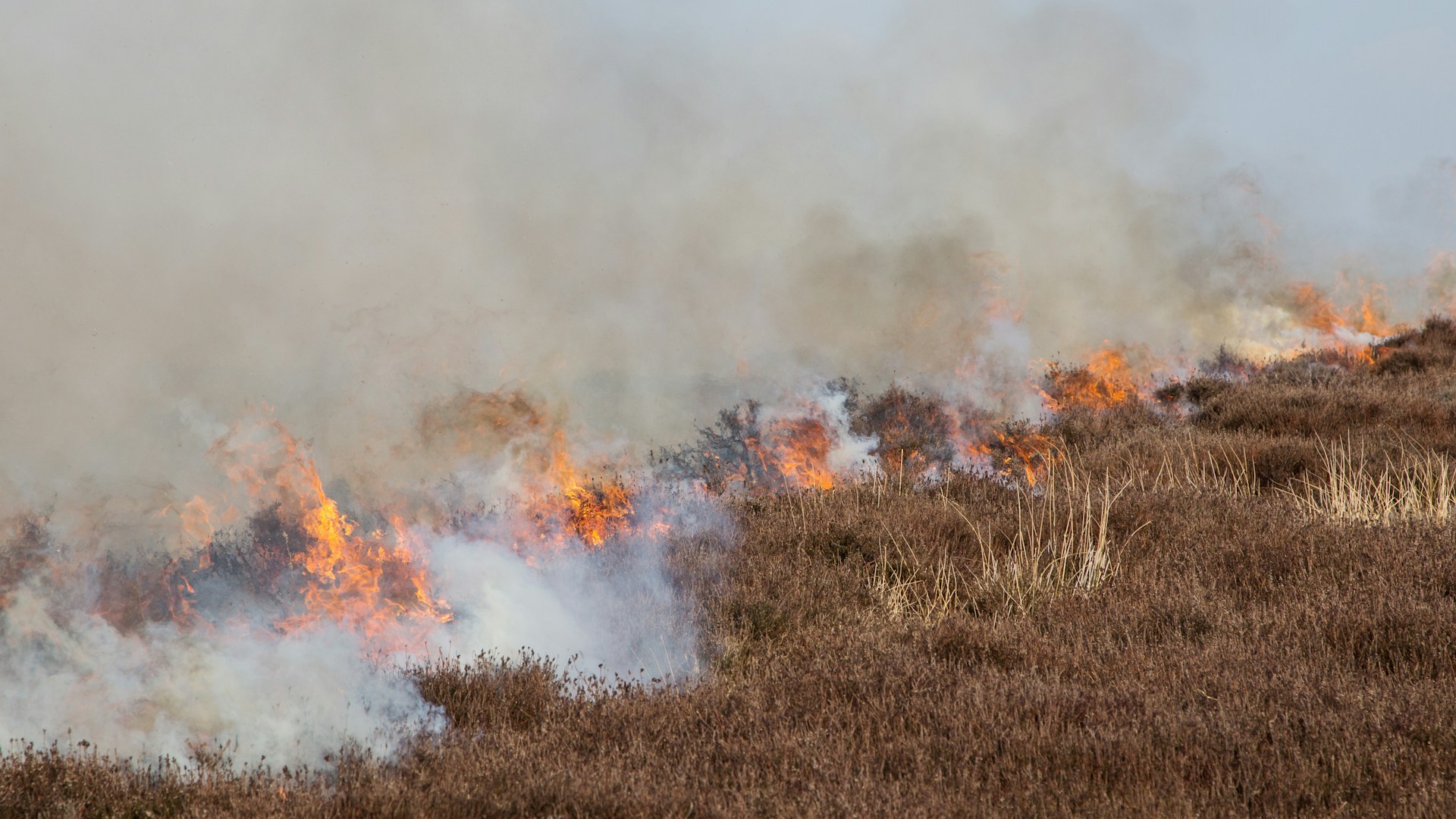 Heather burning on the North York Moors.