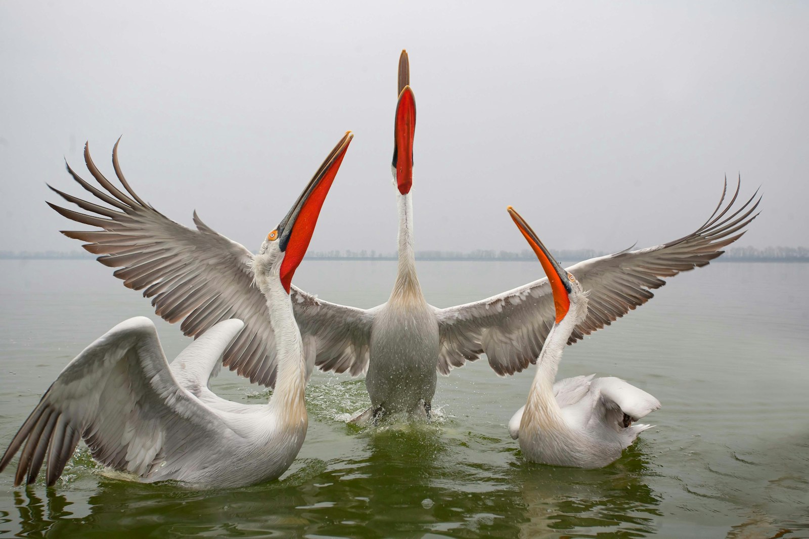 Dalmatian Pelicans