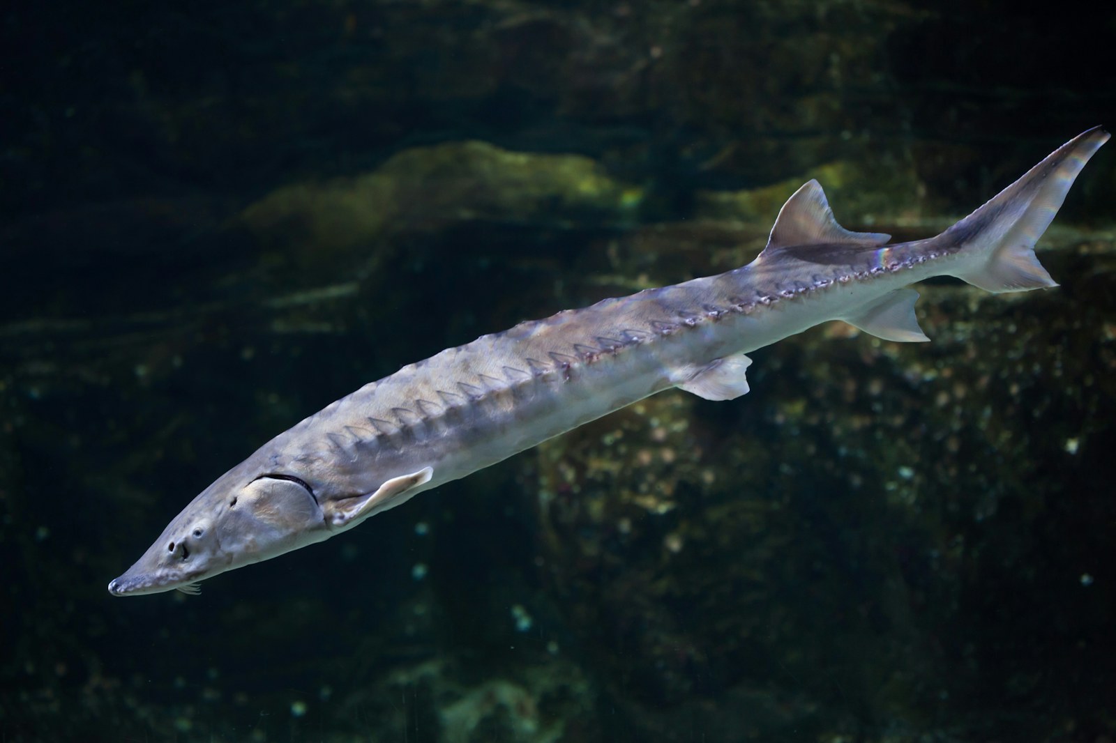 A European sturgeon swimming through the water