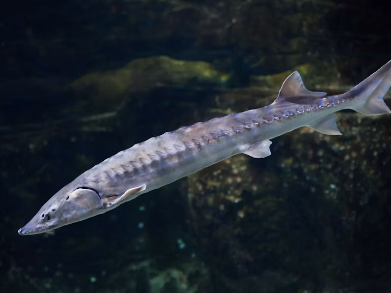 A European sturgeon swimming through the water