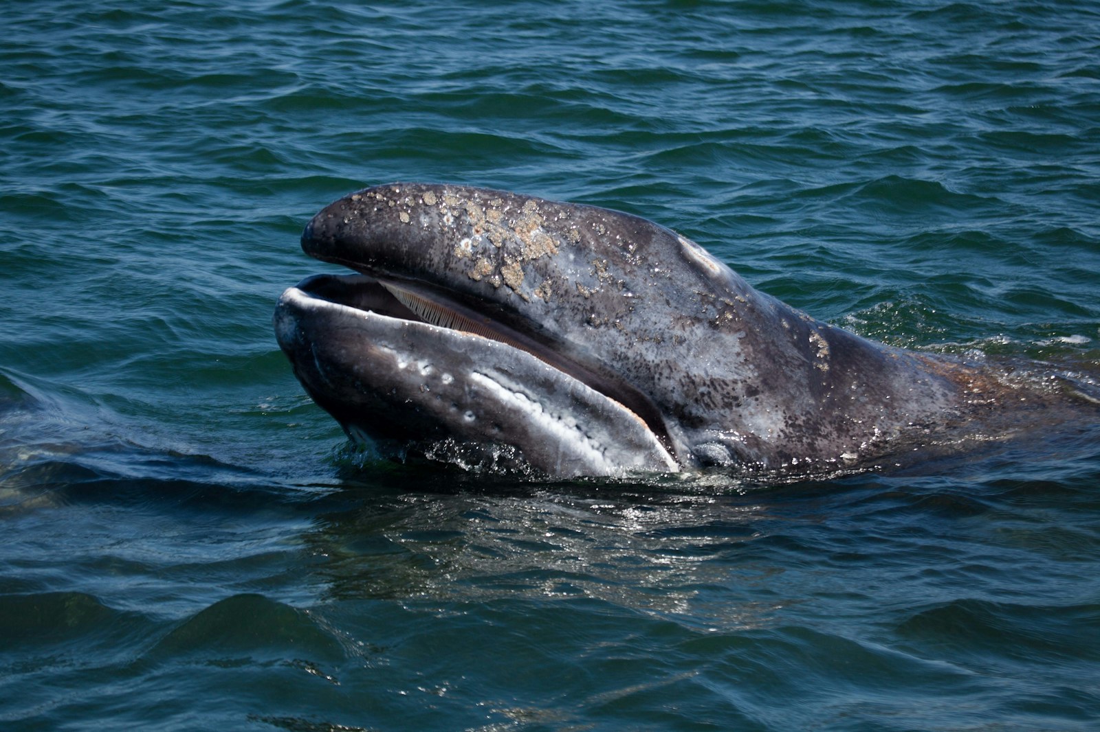 Whale surfacing