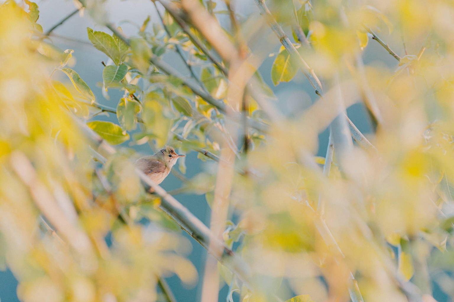 Bird perched on a branch