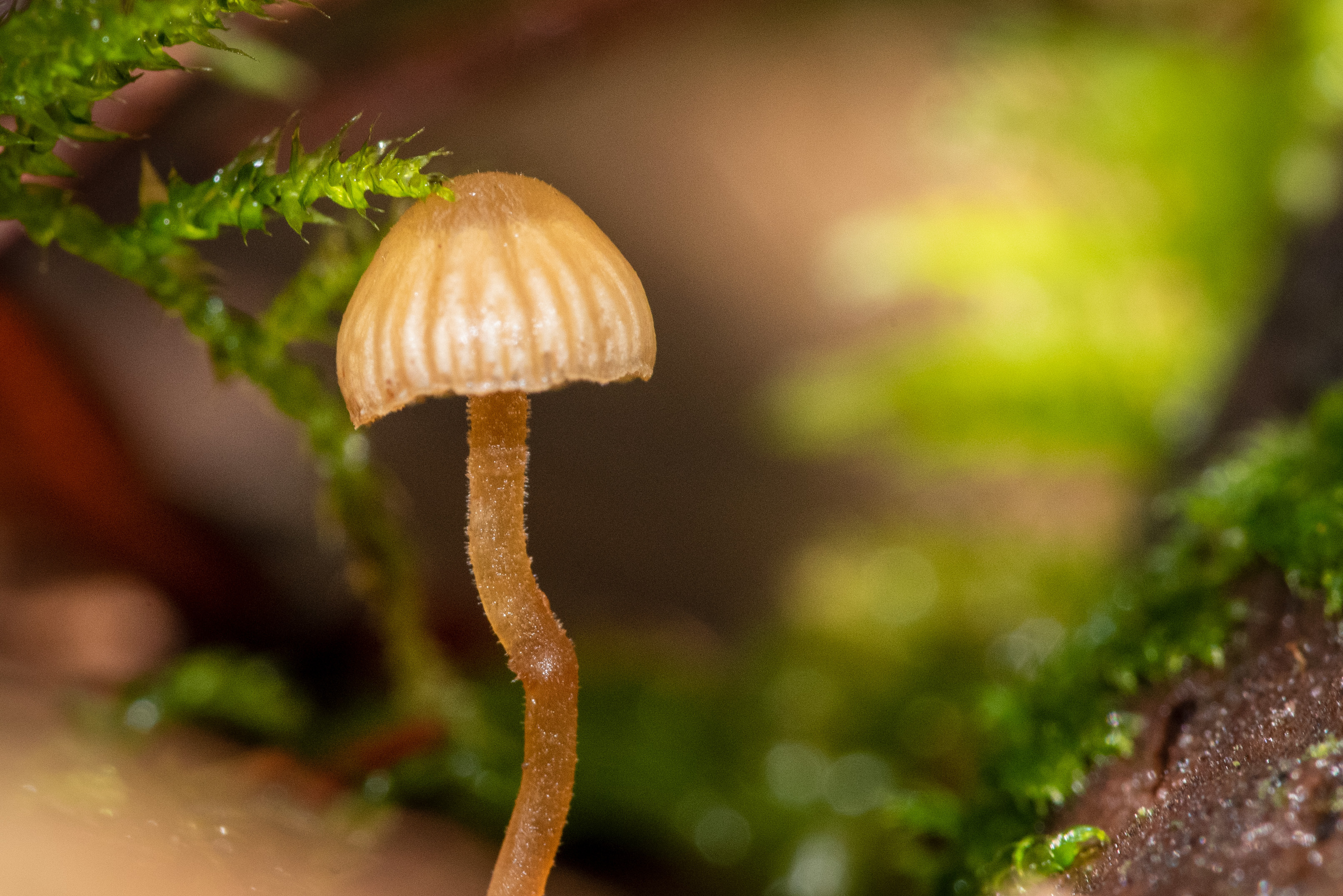 A small bonnet mushroom and some woodland moss.