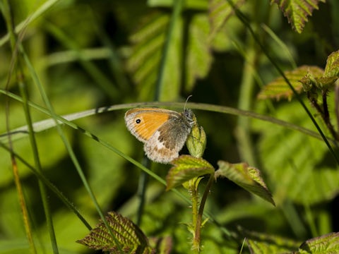 Small Heath Butterfly