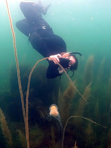 Snorkelling off Arran