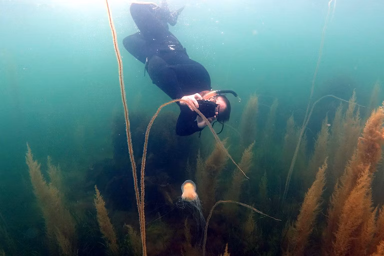 Snorkelling off Arran