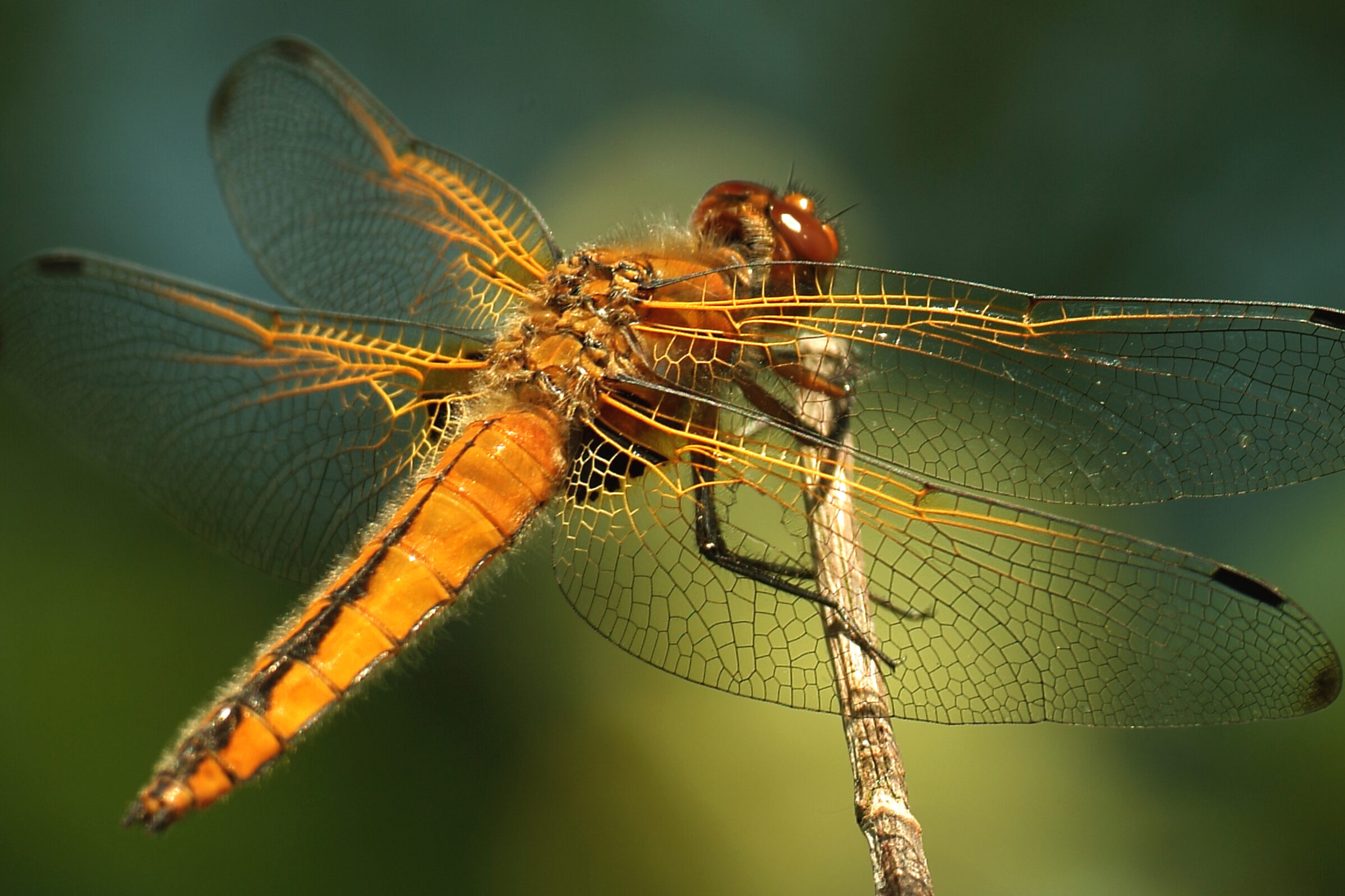 Scarce chaser dragonfly