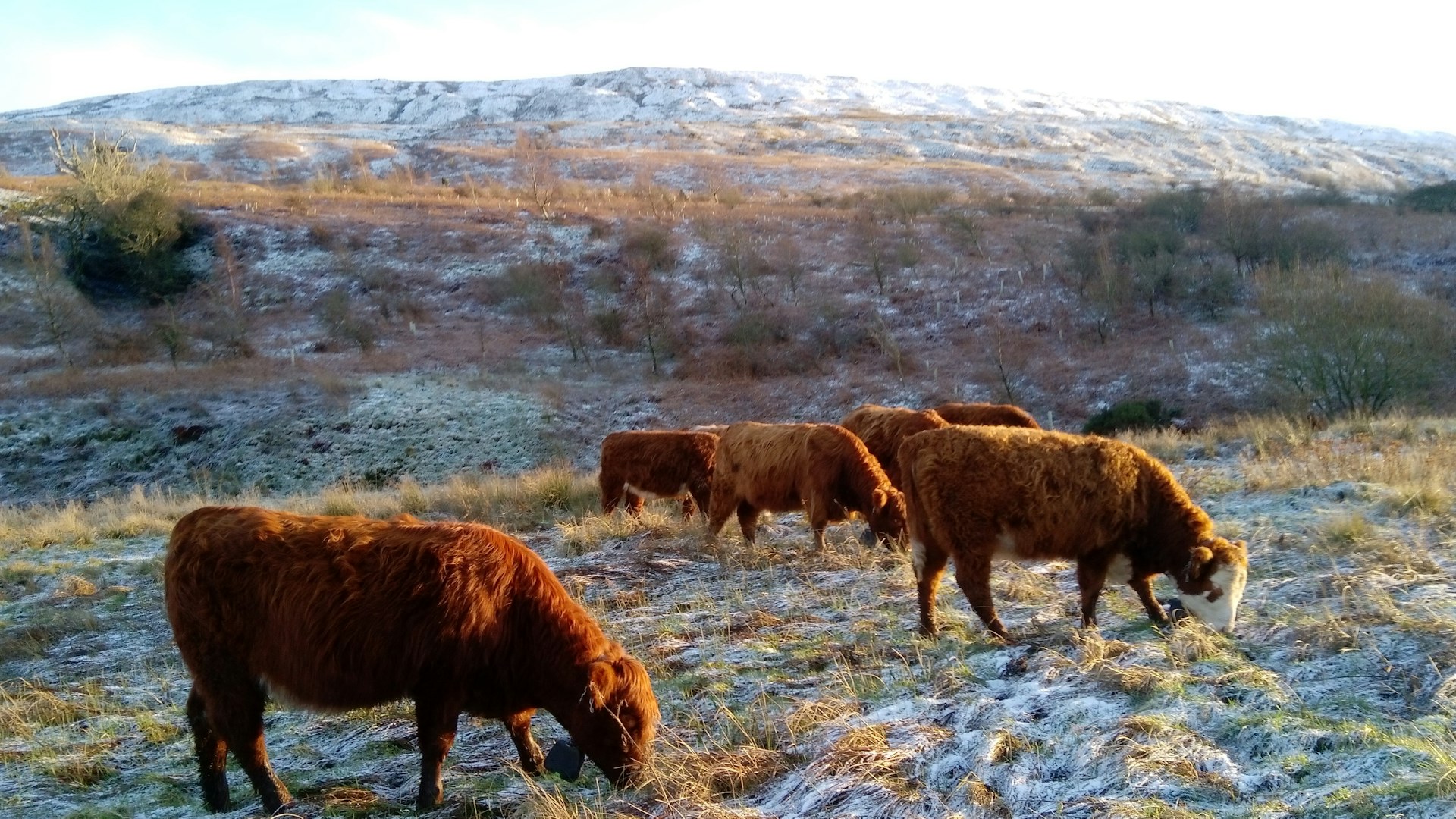 livestock grazing in the snow