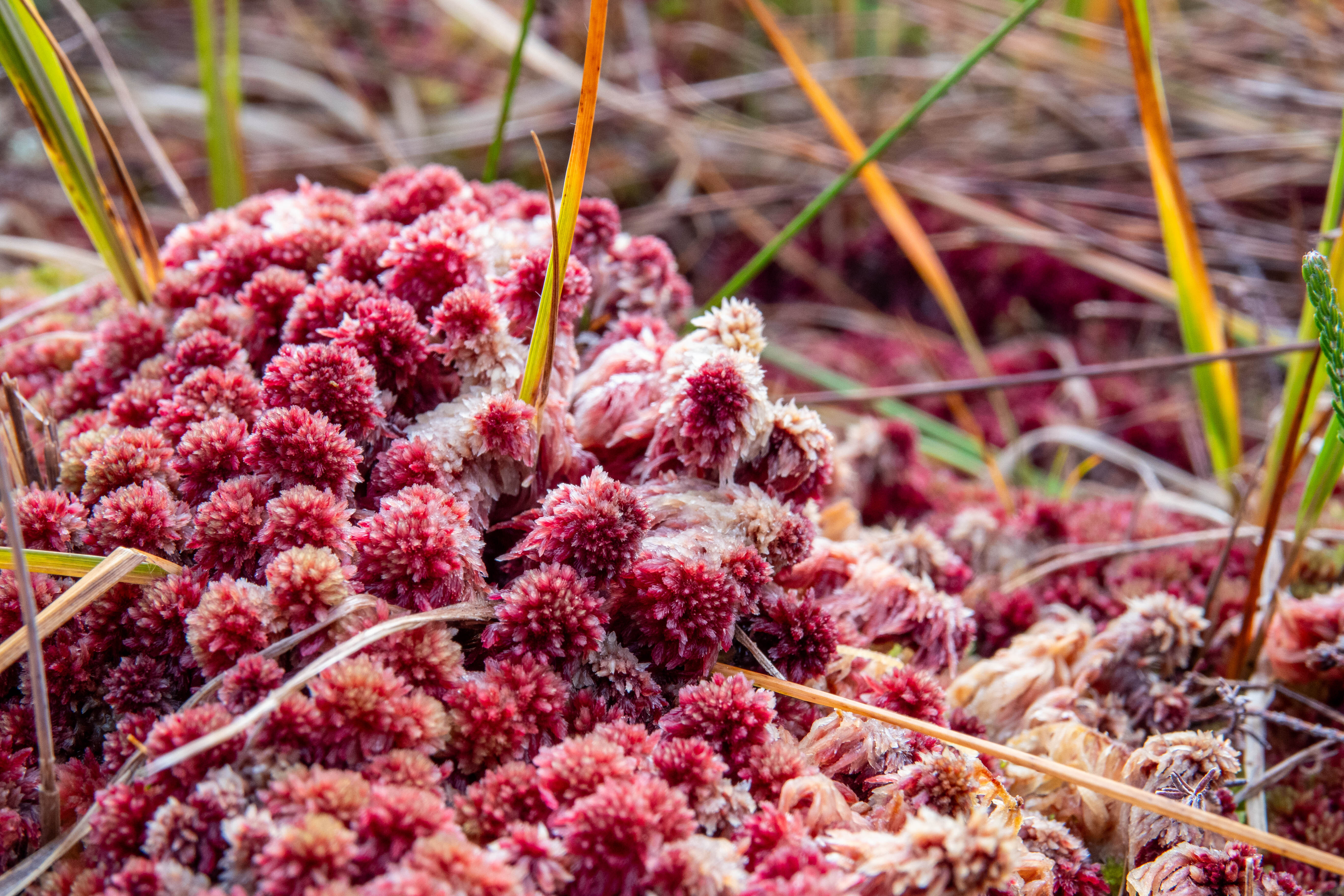 Red Bogmoss (Sphagnum capillifolium)