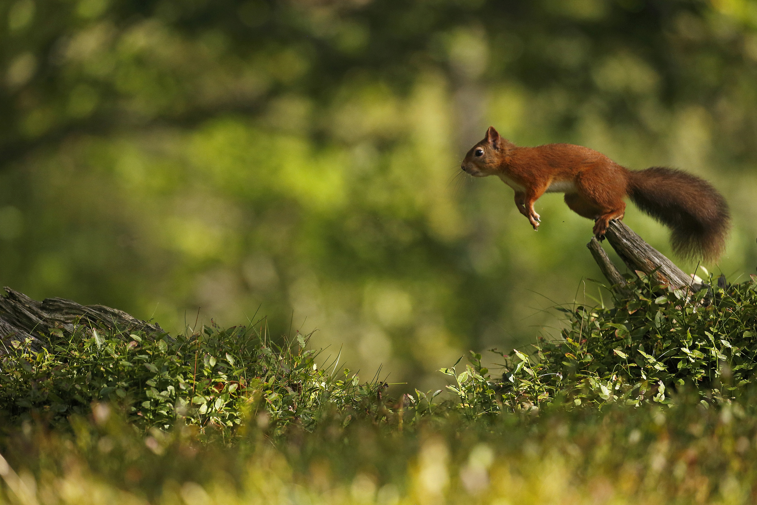 Squirrel jump