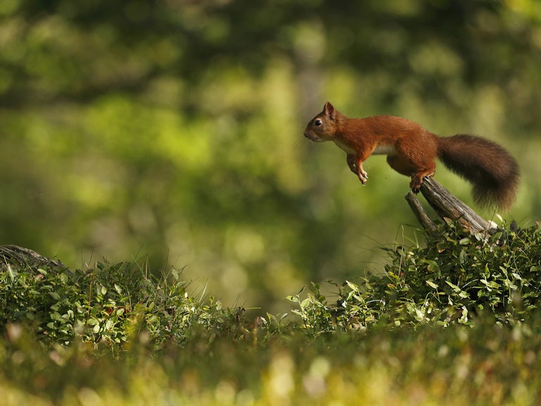 Squirrel jump