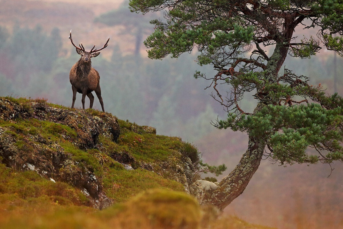 Stag scotland