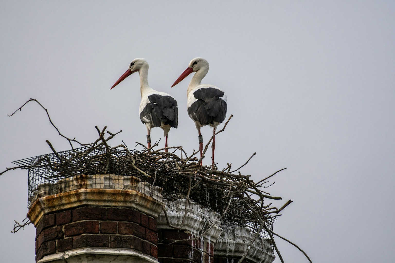 Two storks in a nest