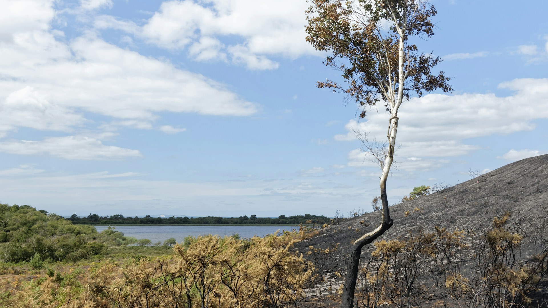 Studland heath fire