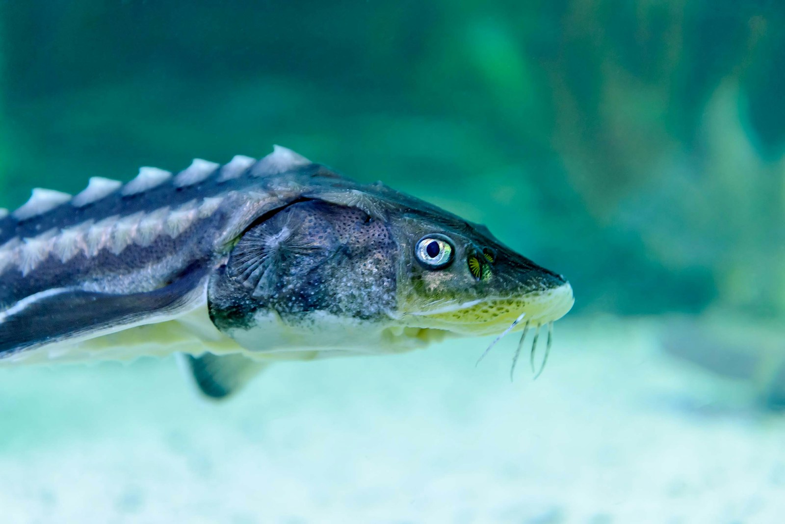 Sturgeon close up