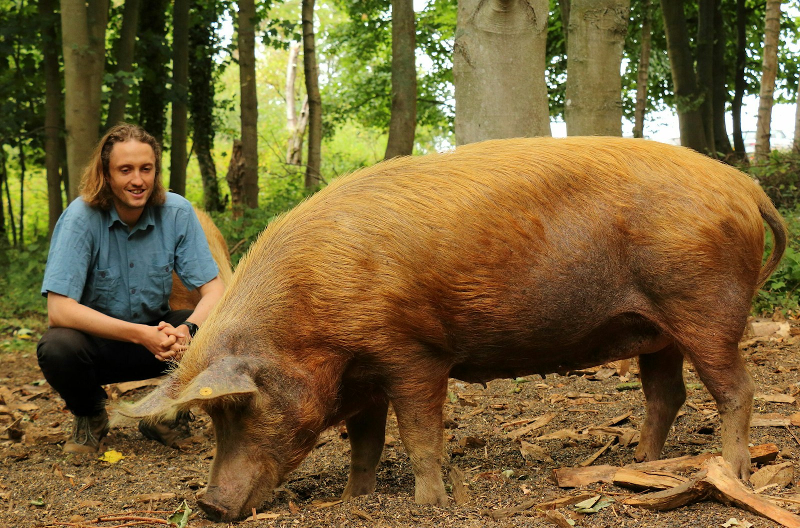 Dominic Buscall squatting by a Tamworth pig