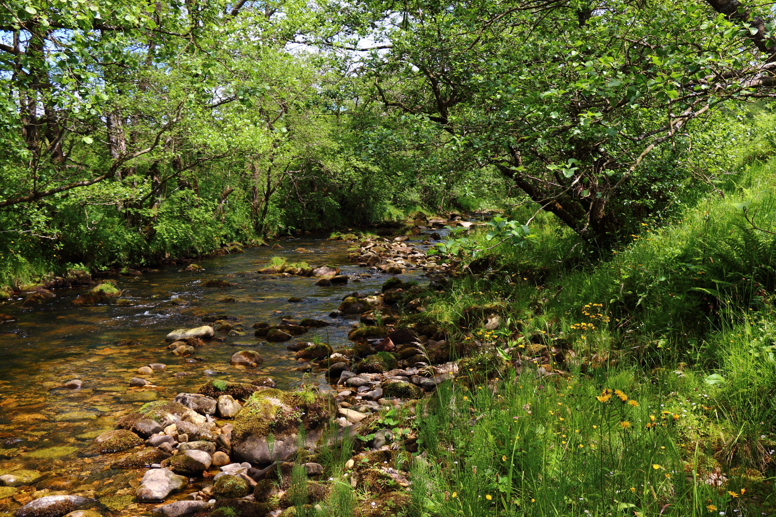 Stream at Tarras Valley Nature Reserve surrounded by lush green trees.