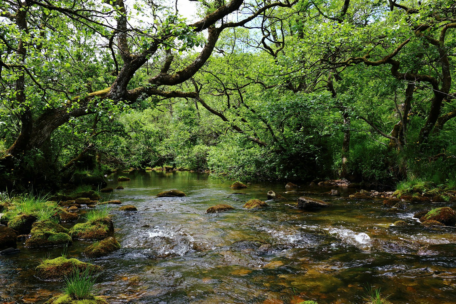 Stream in Tarras Valley Nature Reserve
