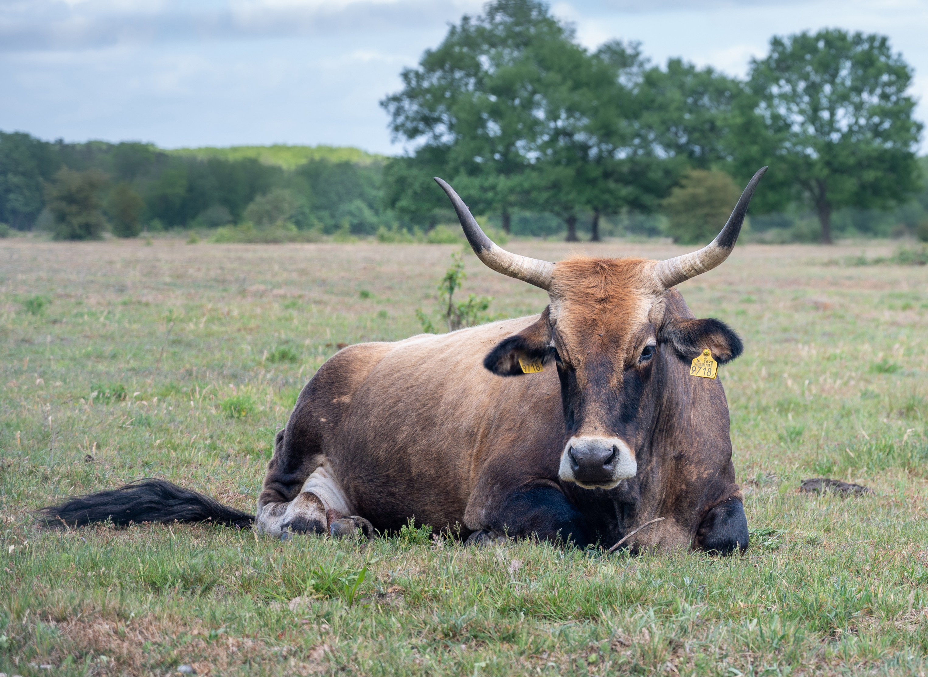 Tauros resting in Maashorst, The Netherlands