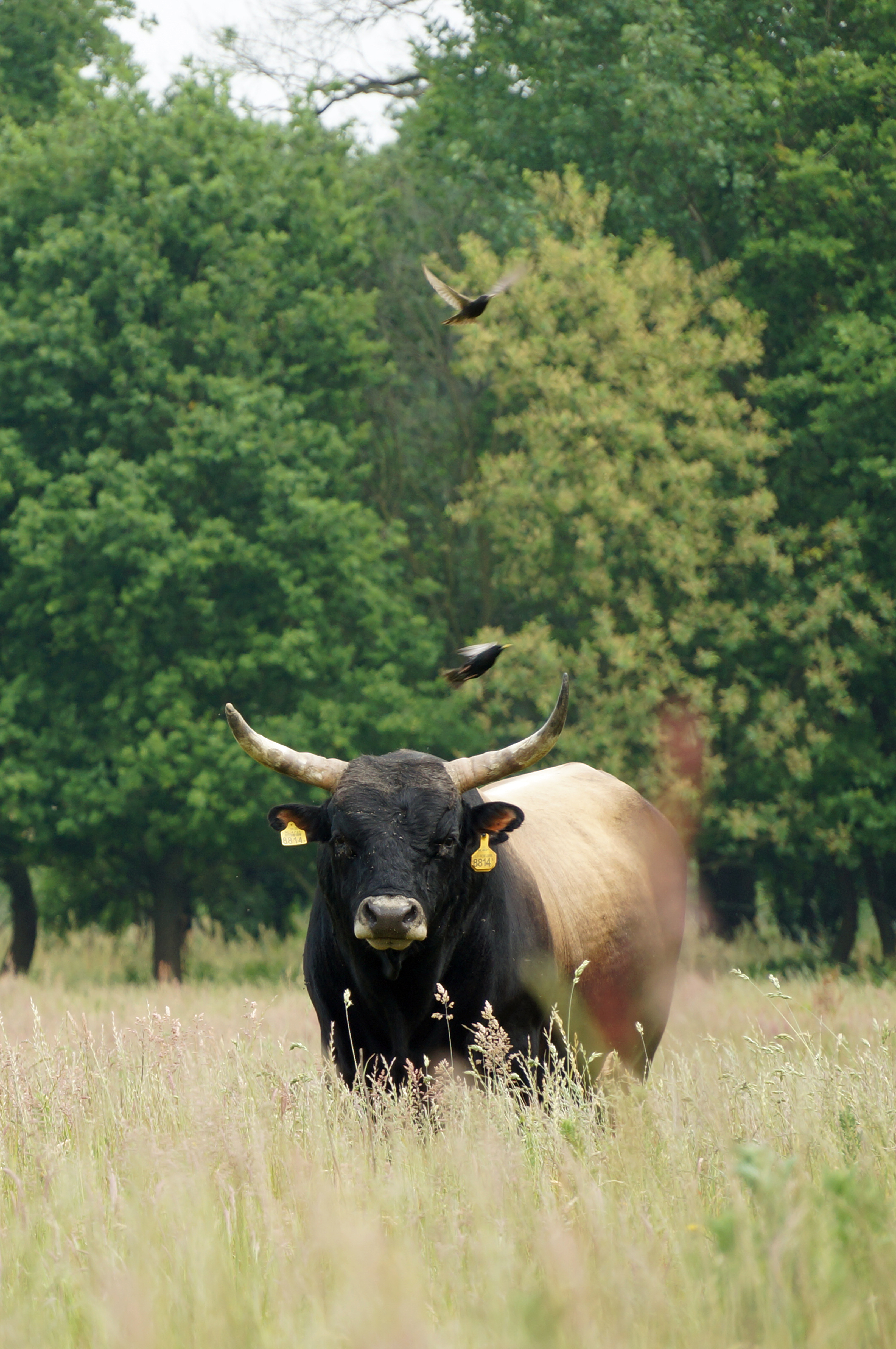 Tauros in grassland, Wijffelterbroek, the Netherlands.