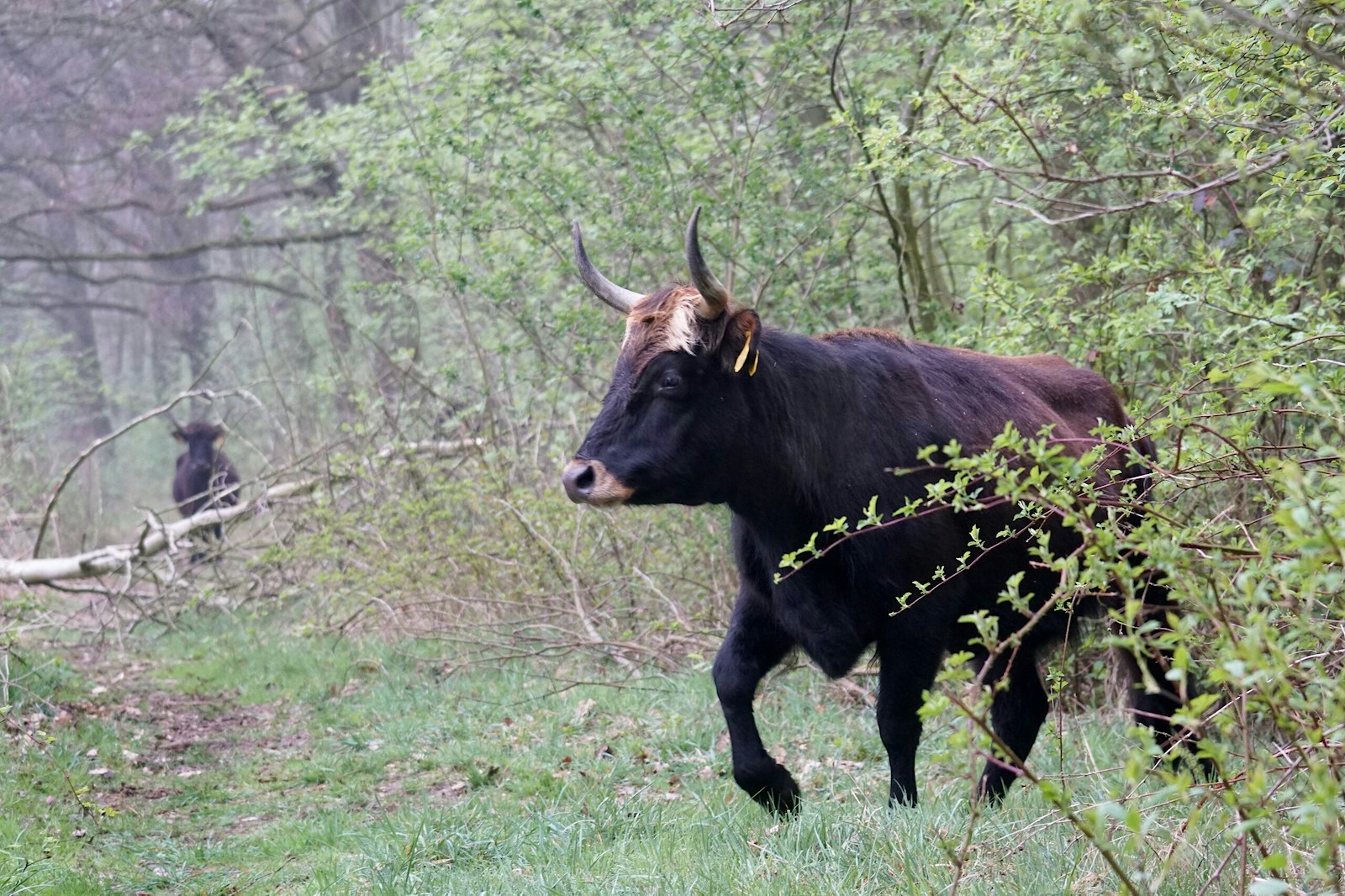 Tauros in woodland, the Netherlands.