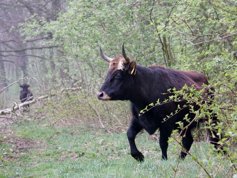 Tauros in woodland, the Netherlands.