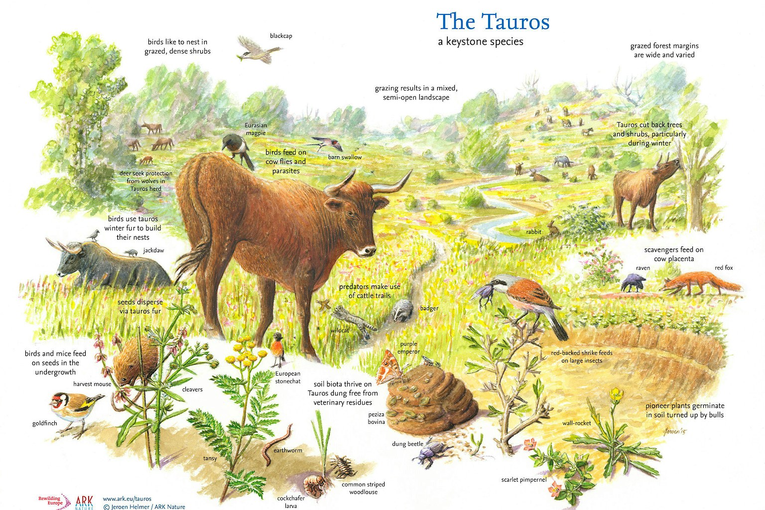 An illustration of the ecological role of the tauros, a keystone species.