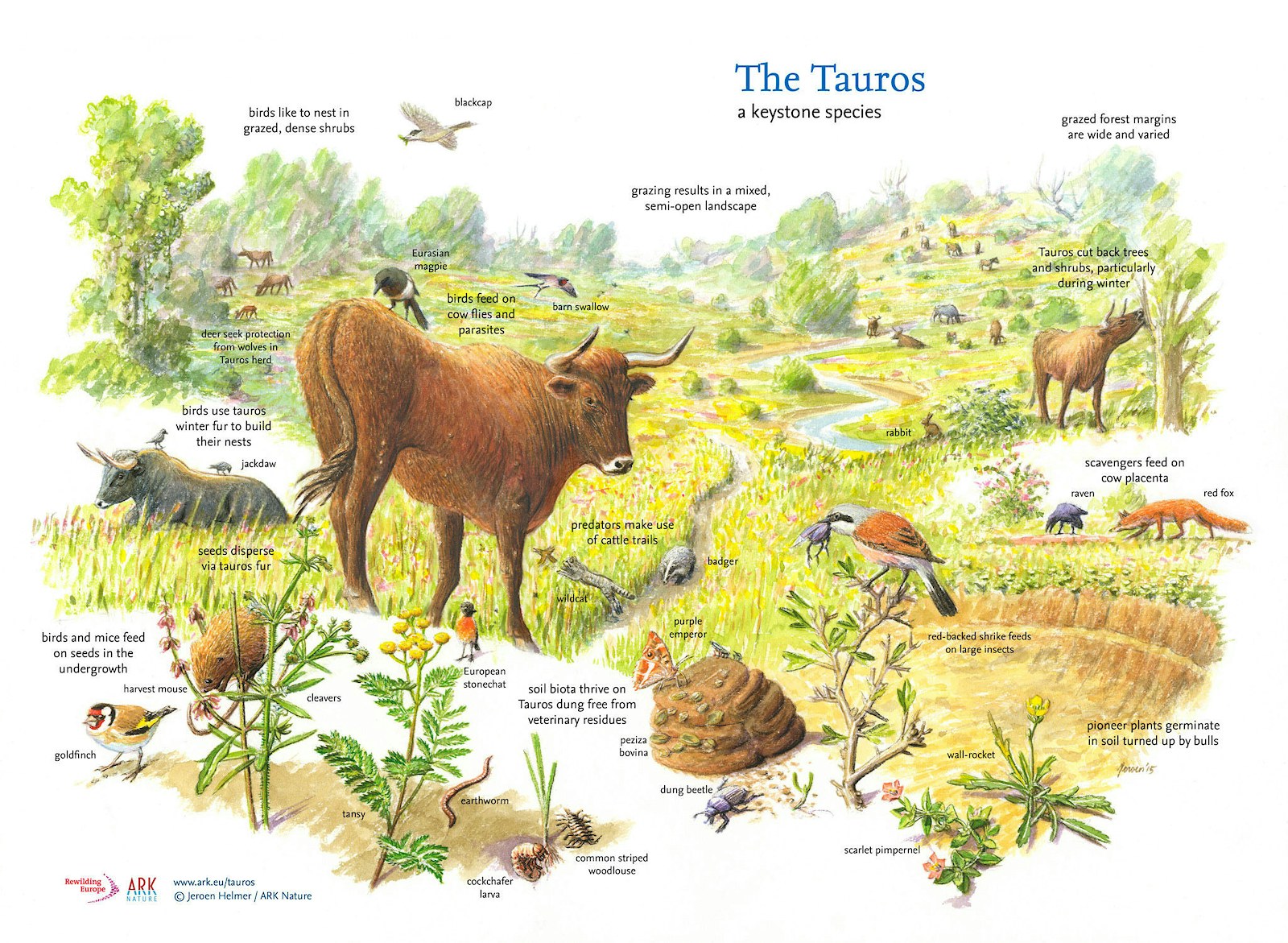 An illustration of the ecological role of the tauros, a keystone species.