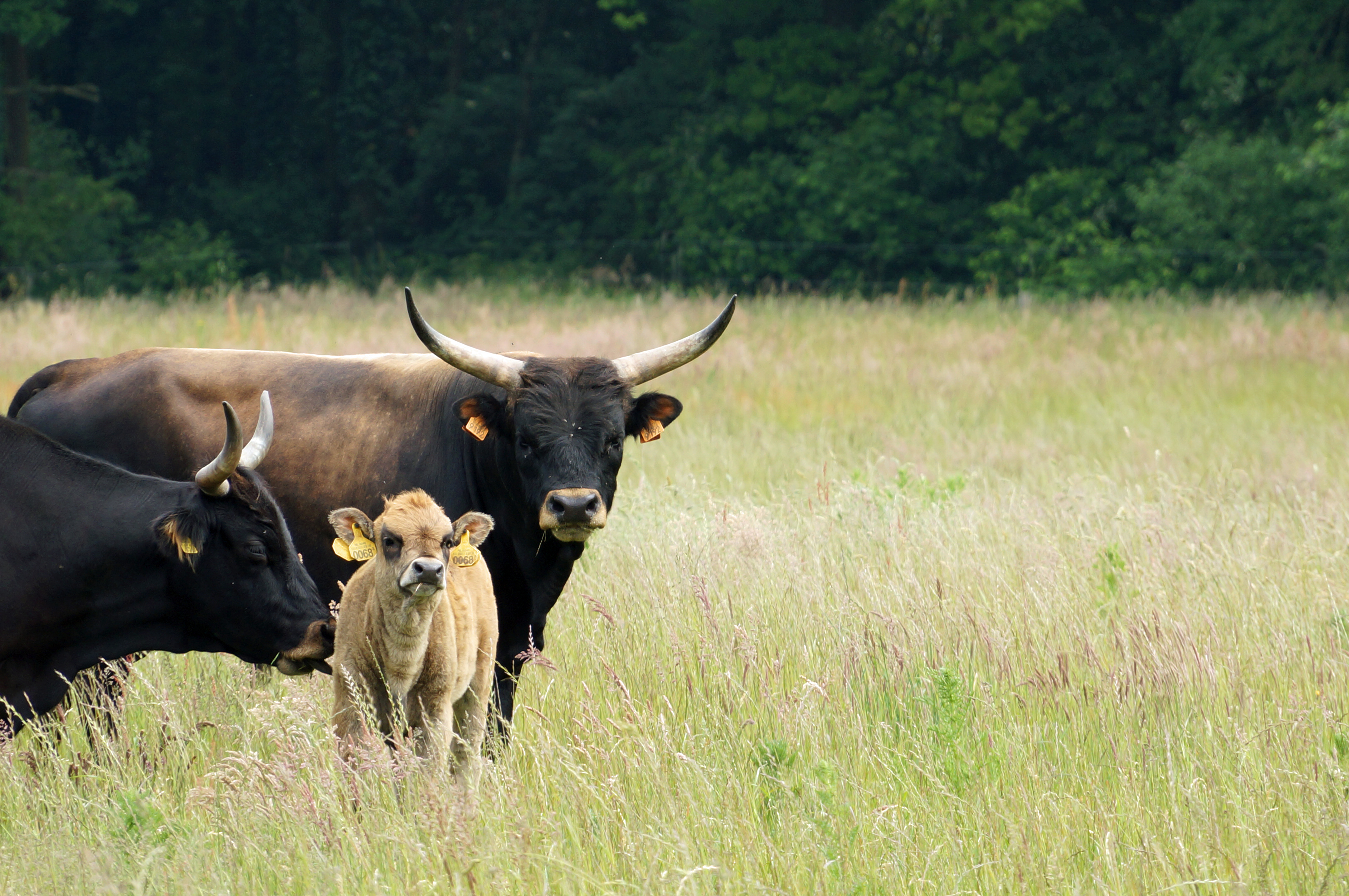 Tauros with calf in grassland, Wijffelterbroek, the Netherlands.