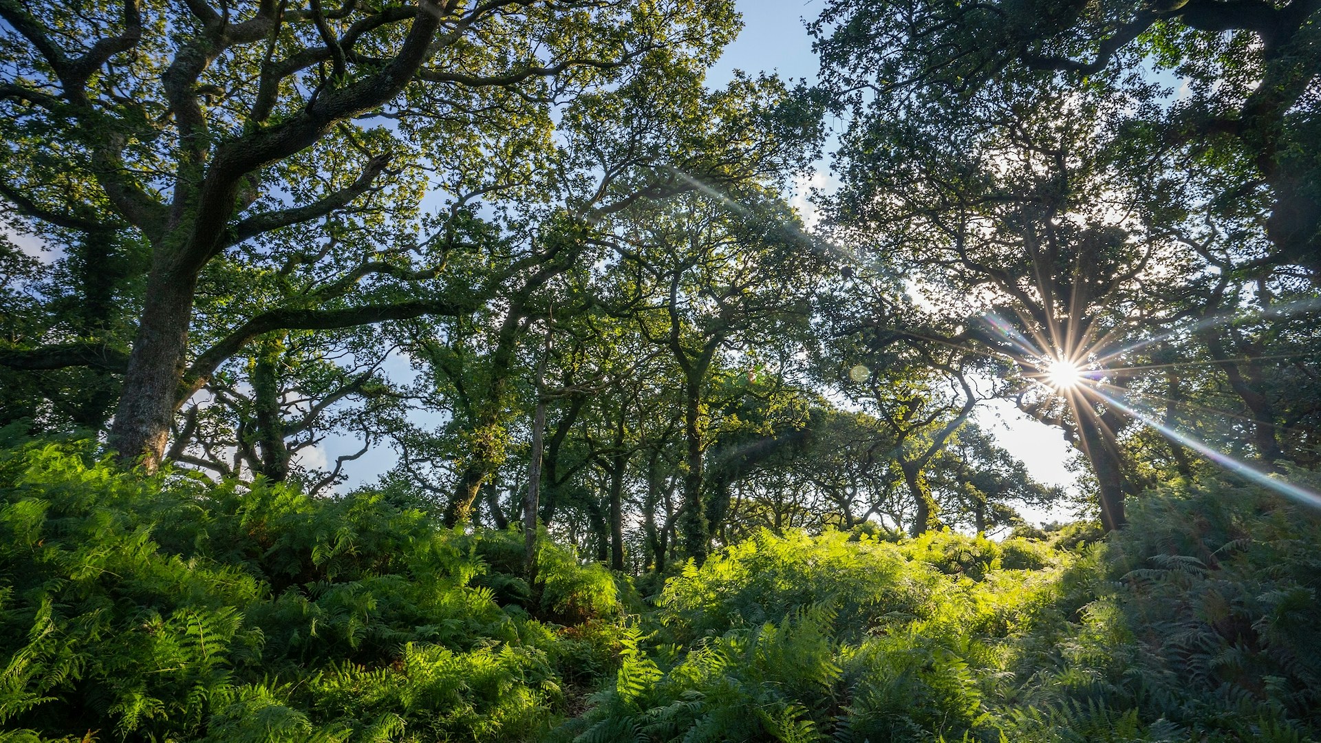 Temperate rainforest