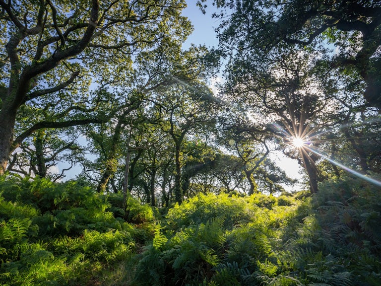 Temperate rainforest