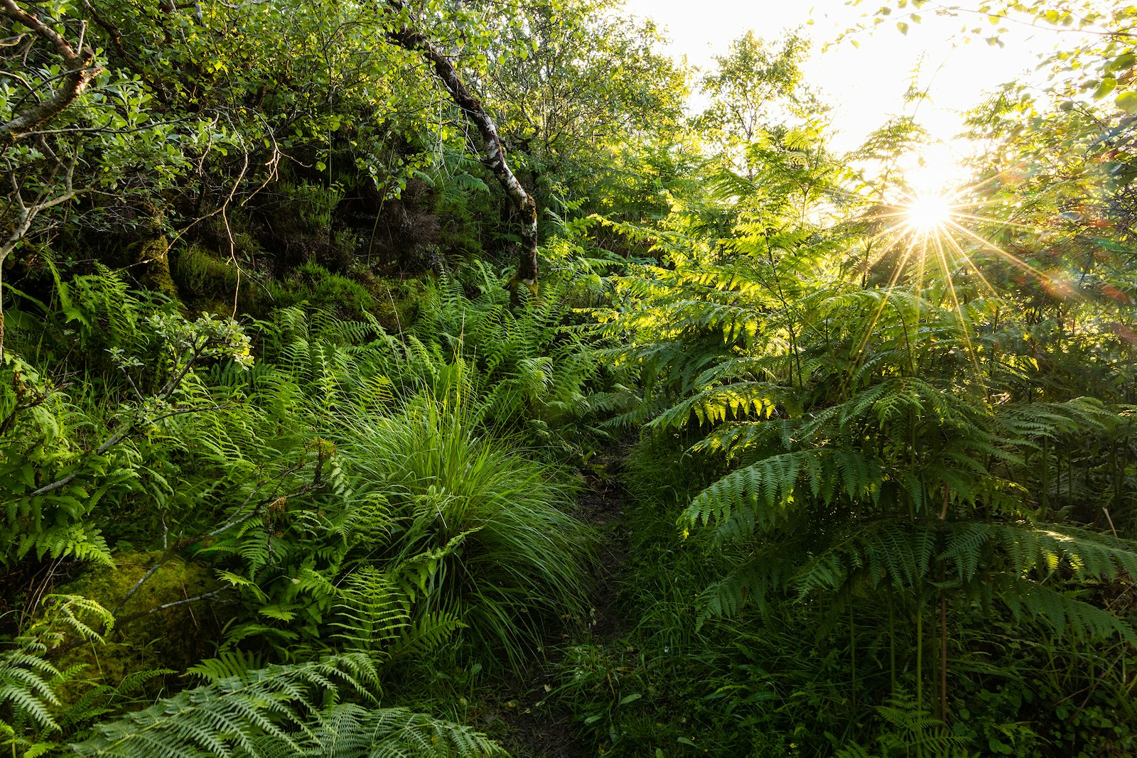 Temperate rainforest