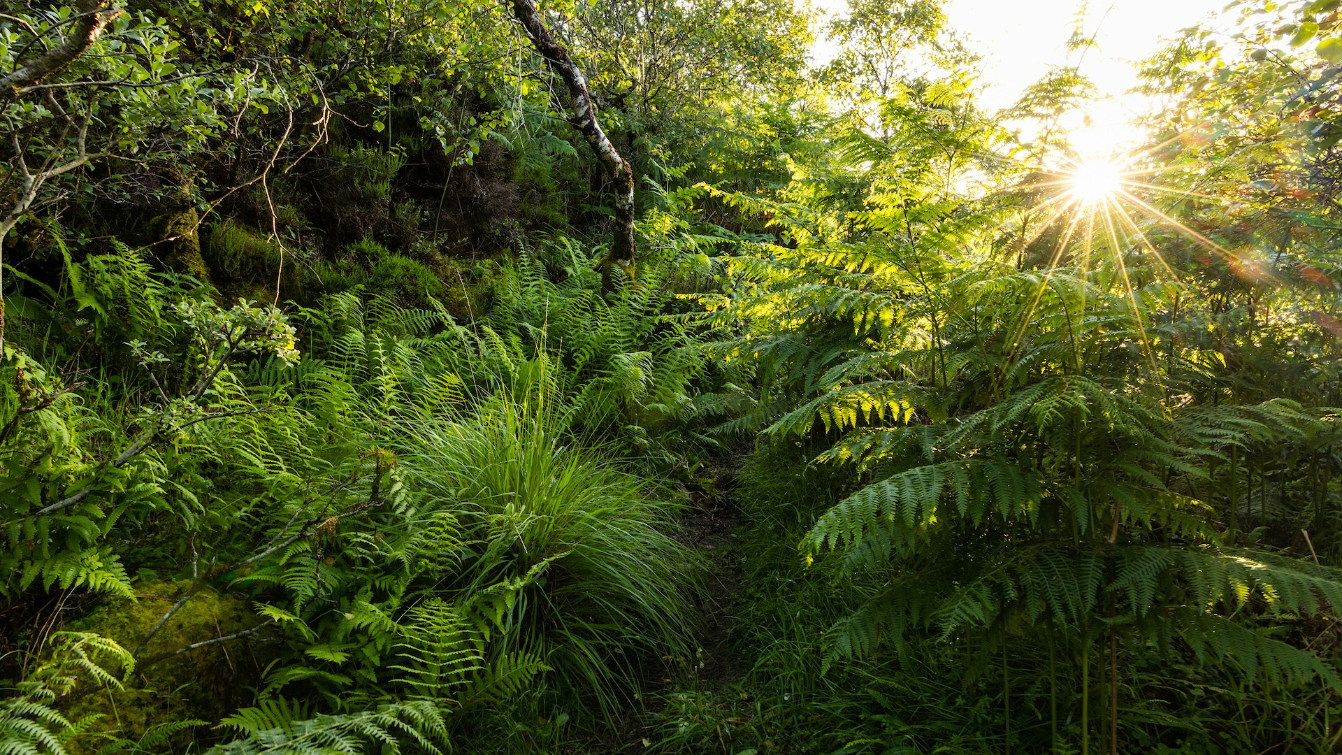Temperate rainforest