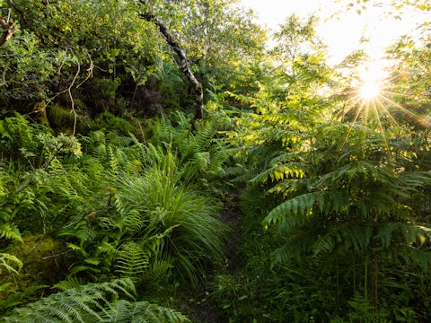Temperate rainforest