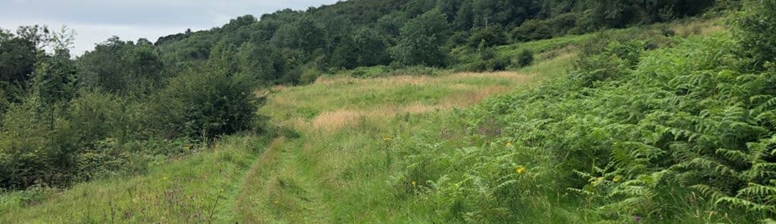 Wild Thornhill landscape