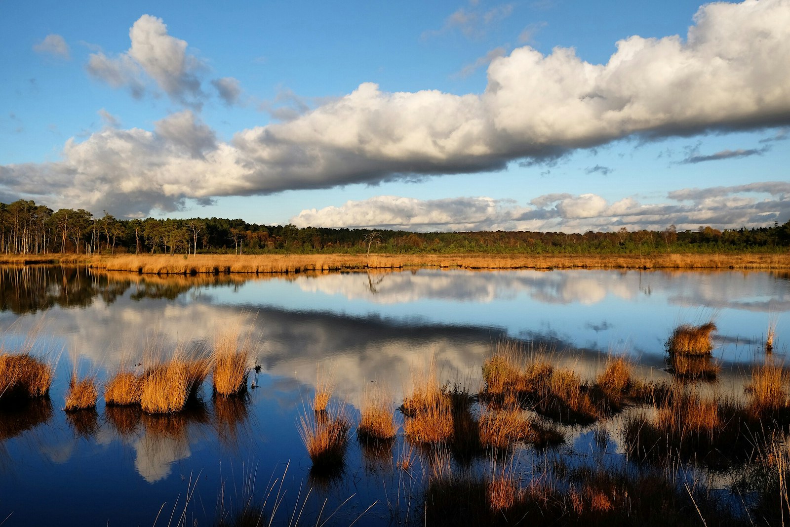 Thursley heath wetlands